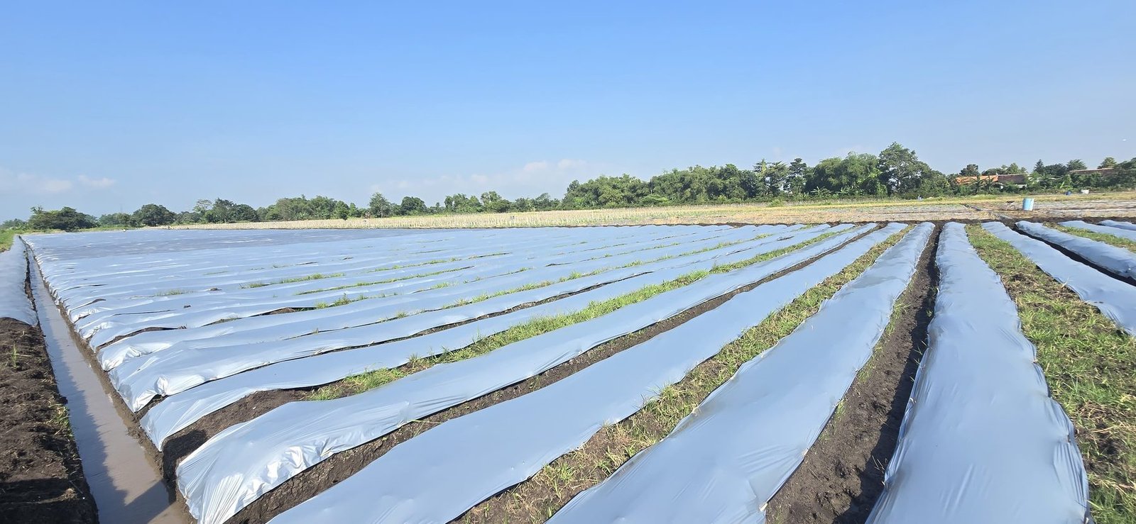 Mulched vegetable beds prepared with drip irrigation