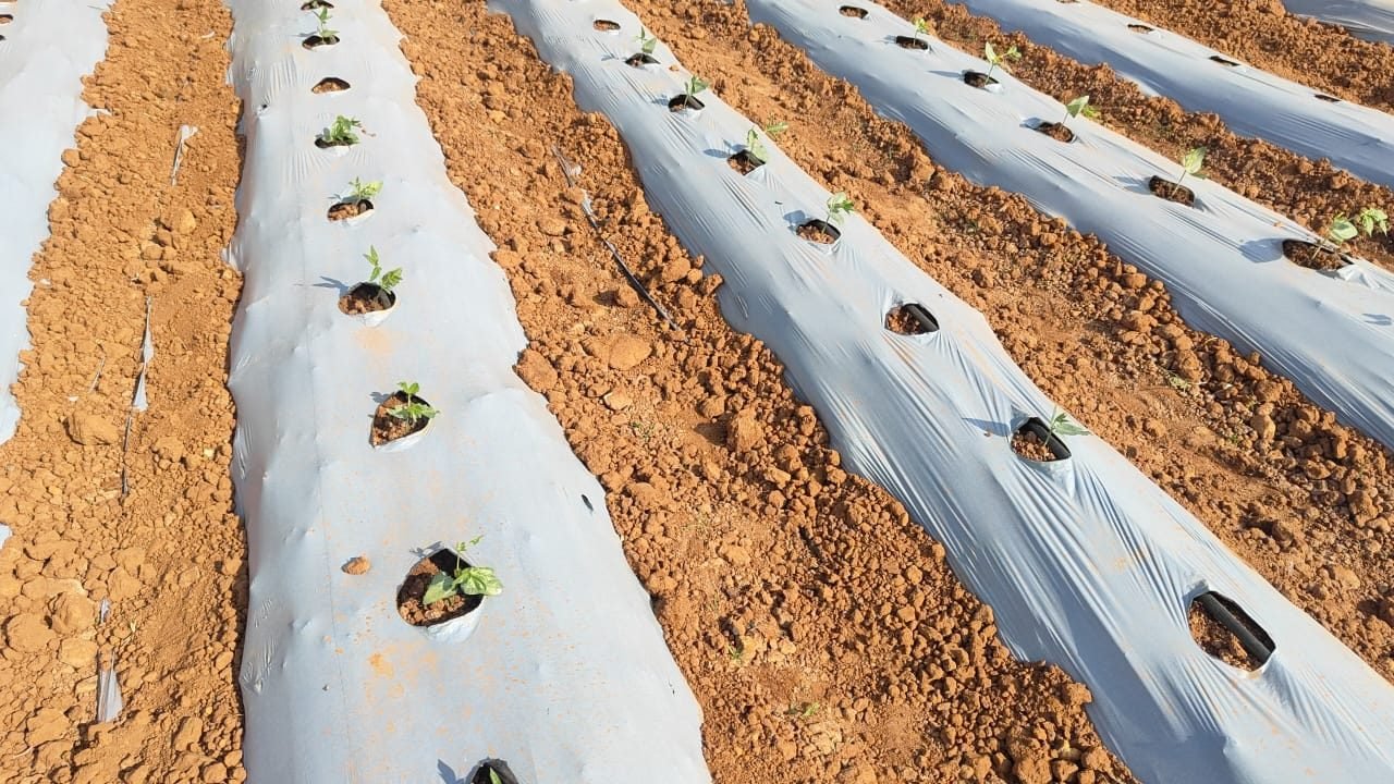 Young transplants establishing through silver mulch film