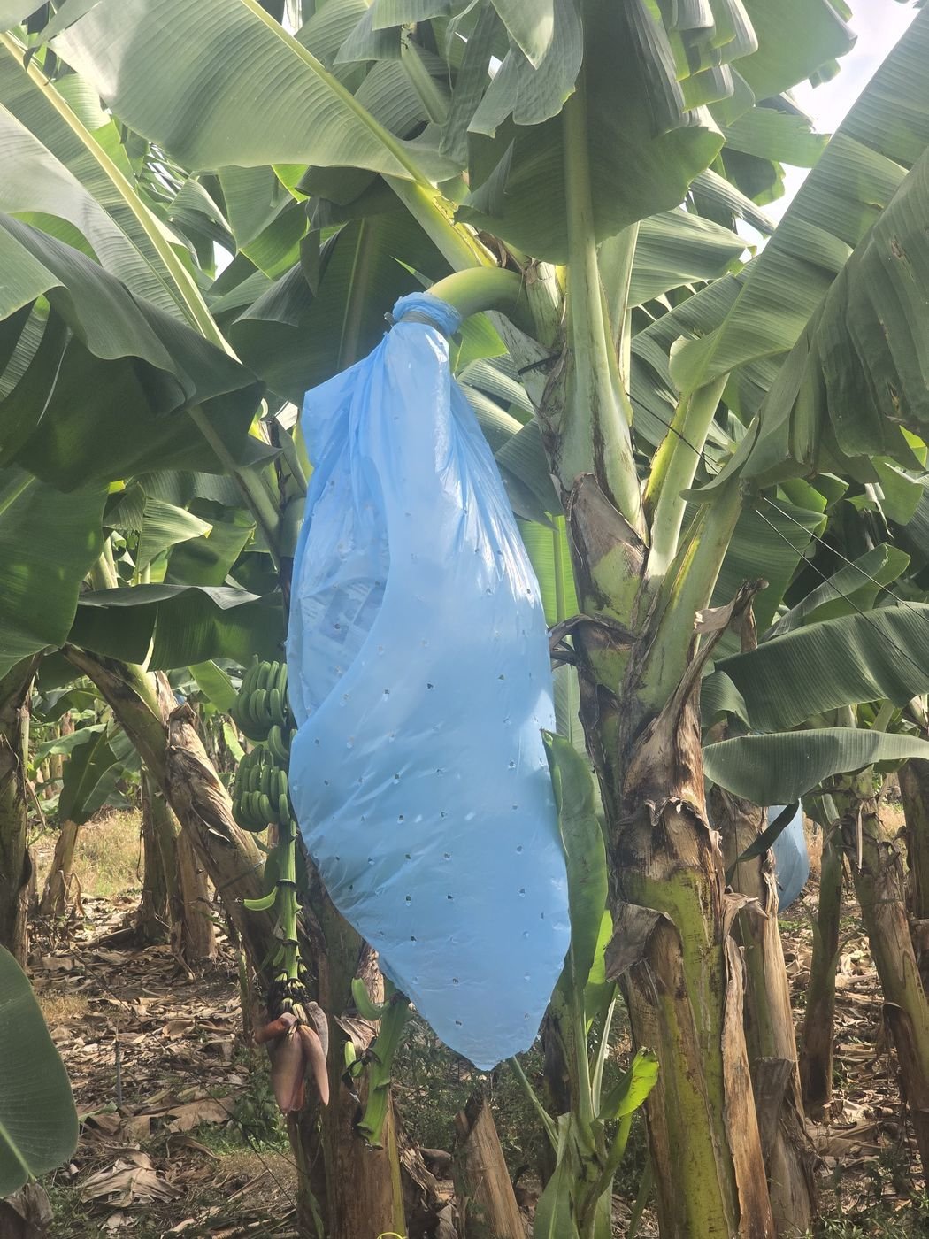 Banana bunch covers protecting the harvest