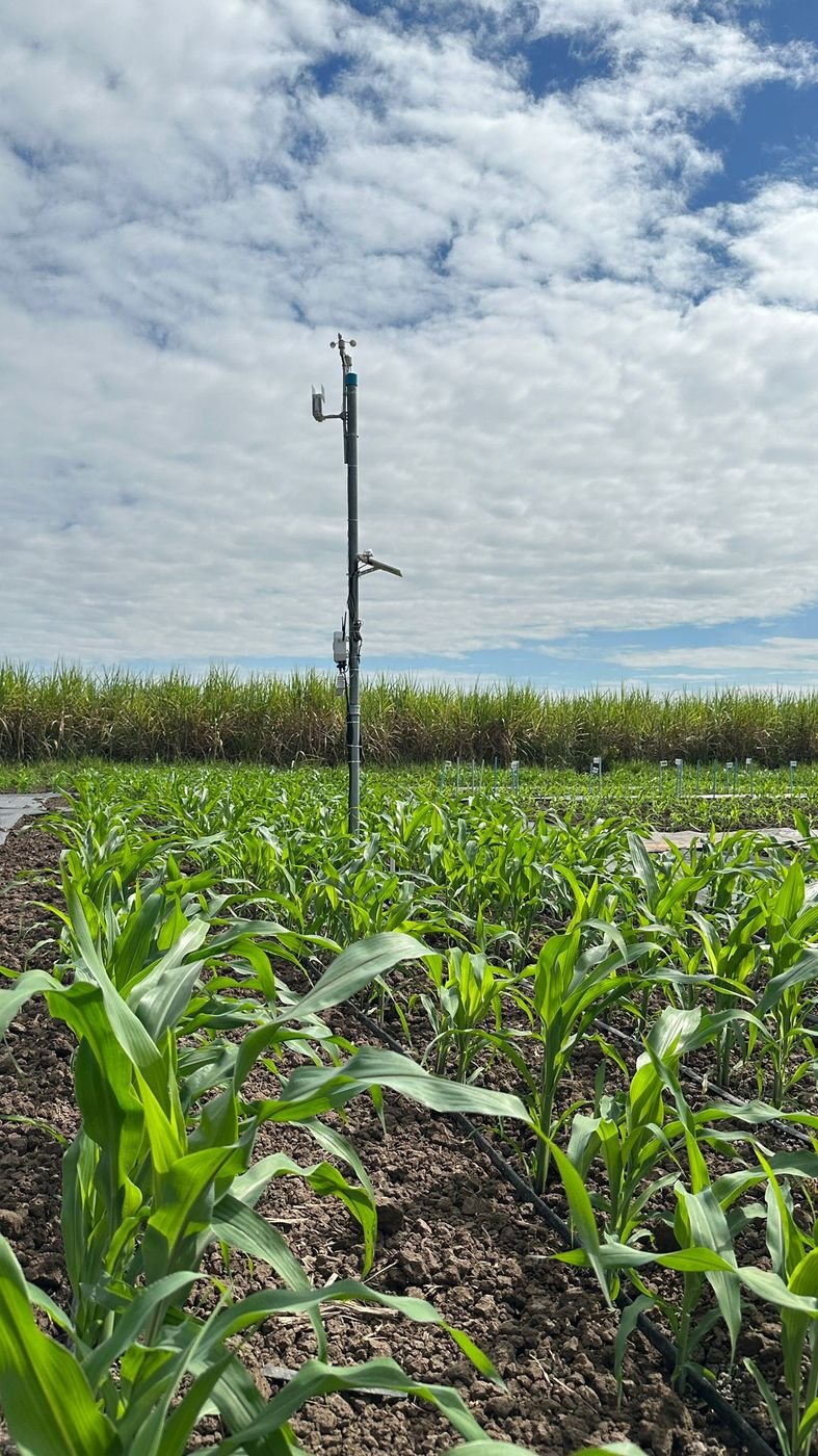 Fasal weather station watching a corn crop
