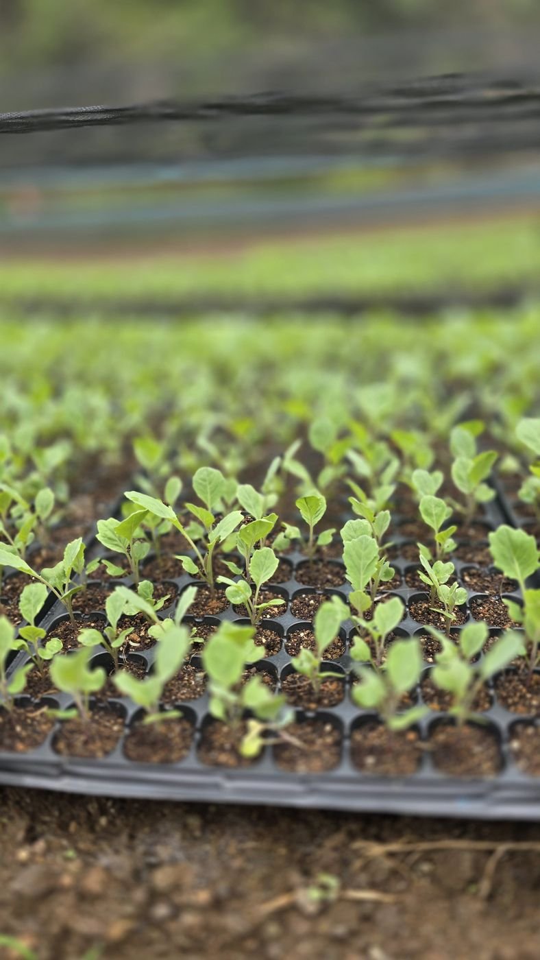 Plug seedlings raised in ANB trays
