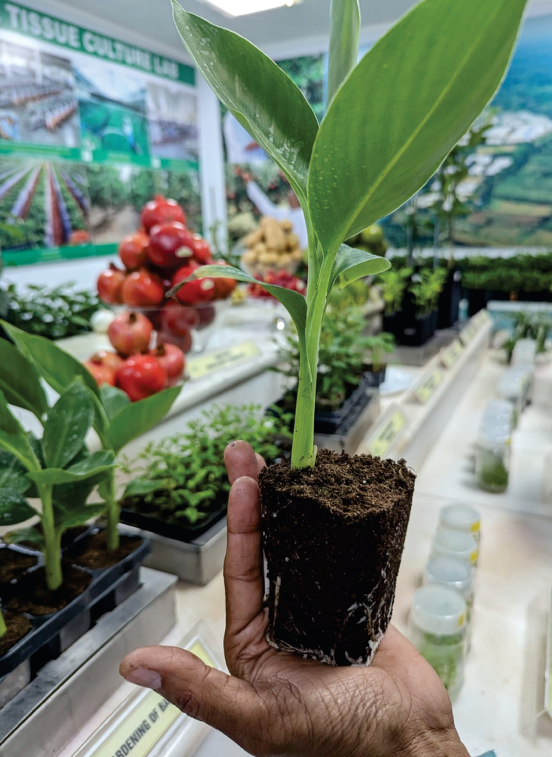 Tissue-culture banana ready for the field