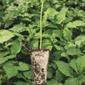 Vigorous vegetable seedlings