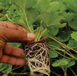 Intact root balls, zero transplant shock