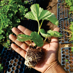 Strawberry runners with healthy crowns