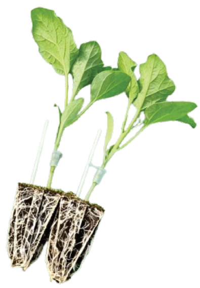 Straight, air-pruned roots from root trainers