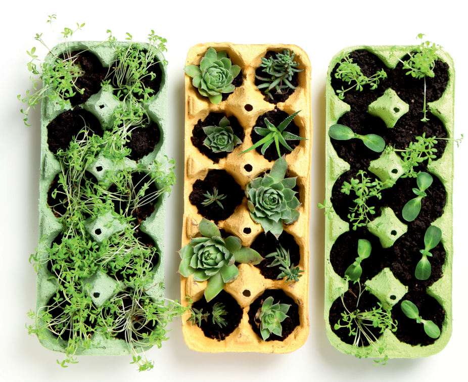 Succulents and herbs thriving in ANB trays